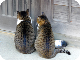 グッバイ！”猫背”・・・見た目も老けて感じてしまう猫背はストレッチで解消！(=^・^=)